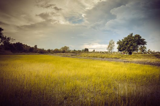 Rice field in Thailand in the agriculture industry  concept