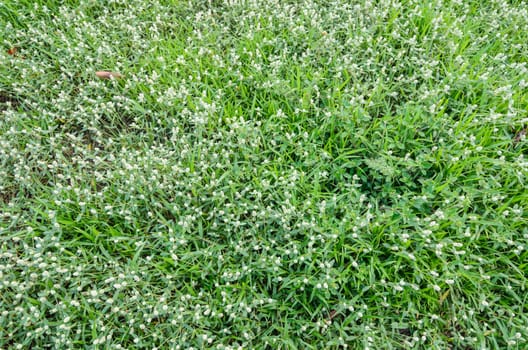 Grass bloom plant in the green nature or in the garden