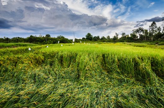 Rice field in Thailand in the agriculture industry  concept