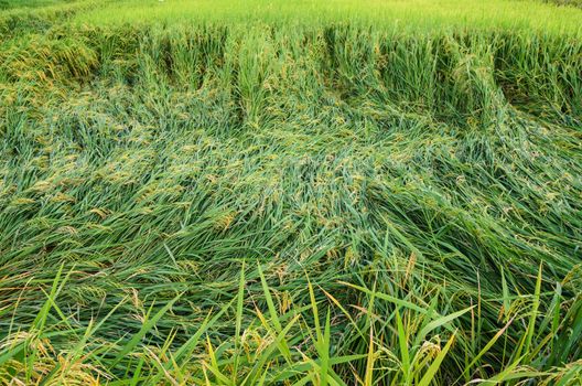 Rice field in Thailand in the agriculture industry  concept