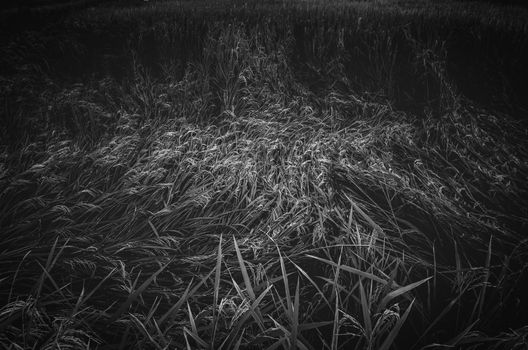 Rice field in Thailand in the agriculture industry  concept