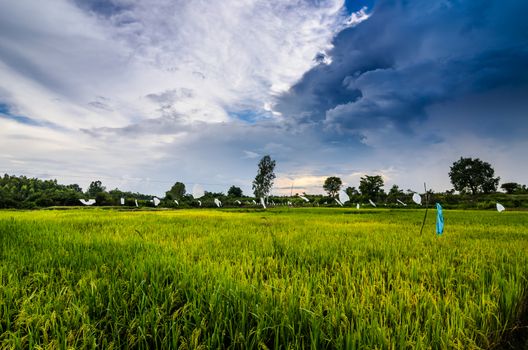 Rice field in Thailand in the agriculture industry  concept