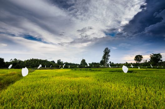 Rice field in Thailand in the agriculture industry  concept