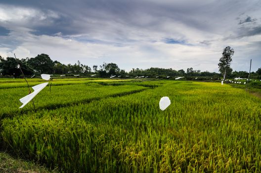 Rice field in Thailand in the agriculture industry  concept