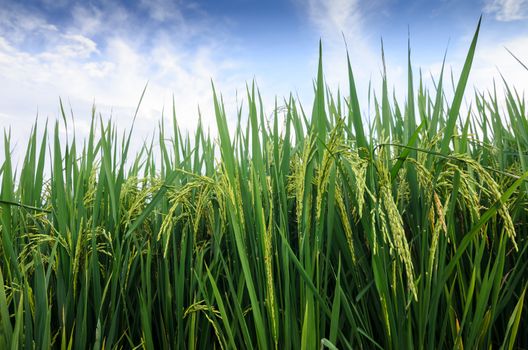 Rice field in Thailand in the agriculture industry  concept