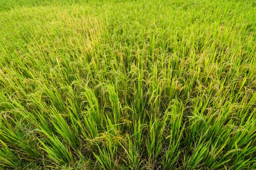 Rice field in Thailand in the agriculture industry  concept