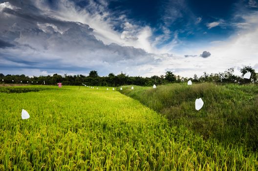 Rice field in Thailand in the agriculture industry  concept