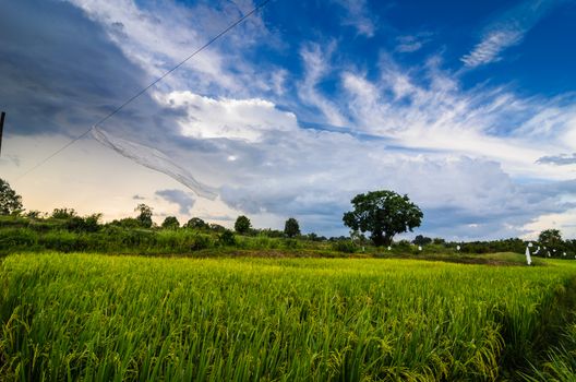 Rice field in Thailand in the agriculture industry  concept