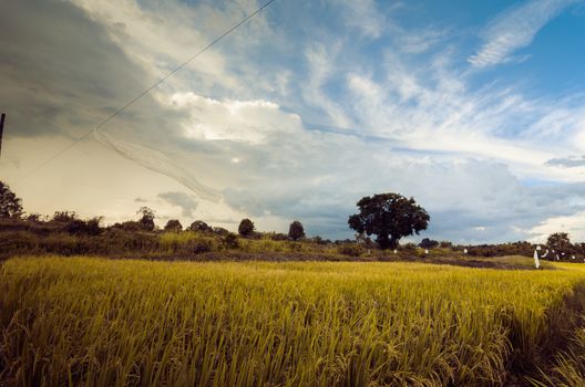 Rice field in Thailand in the agriculture industry  concept