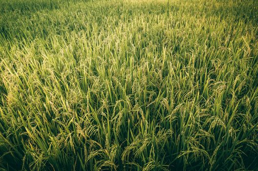 Rice field in Thailand in the agriculture industry  concept