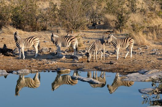 Zebras drinking water, Moringa waterhole, Etosha National Park, Namibia
