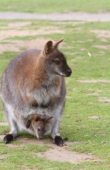 Female Wallaby with a joey
