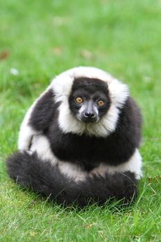 Black and white ruffed lemur(Varecia veriegata)