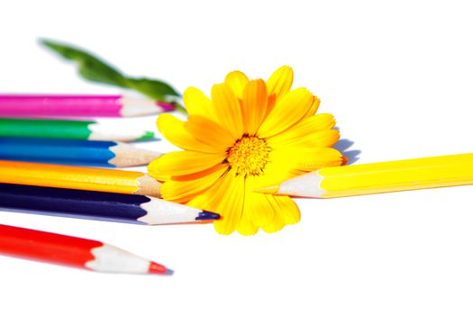 flower with bright pencils