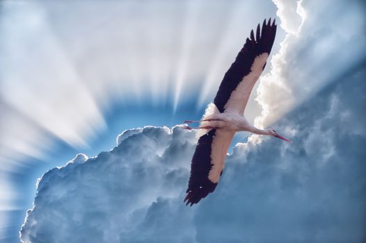 White stork with developed wings in the sky against clouds and sunshine