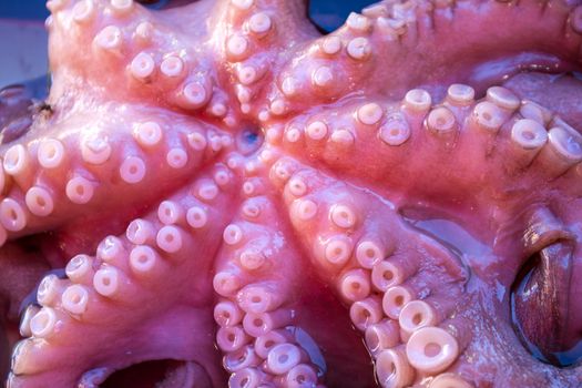 Fresh octopus with suction cups