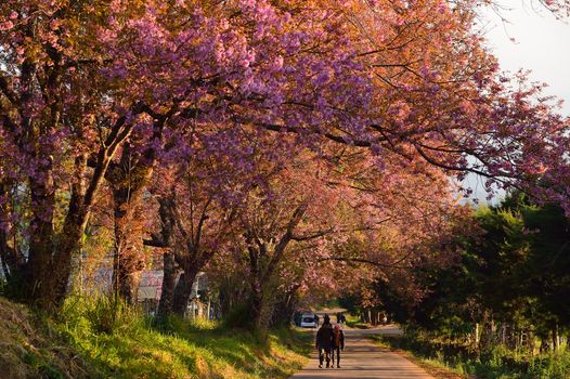 Wild Himalayan Cherry (Prunus cerasoides) in Khun Wang, Doi Inthanon, Chiangmai