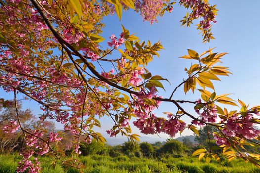 Wild Himalayan Cherry (Prunus cerasoides) in Khun Wang, Doi Inthanon, Chiangmai