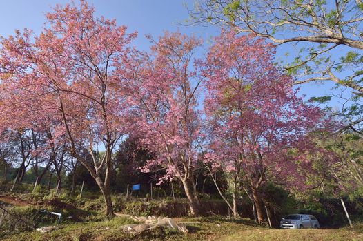 Wild Himalayan Cherry (Prunus cerasoides) in Khun Wang, Doi Inthanon, Chiangmai