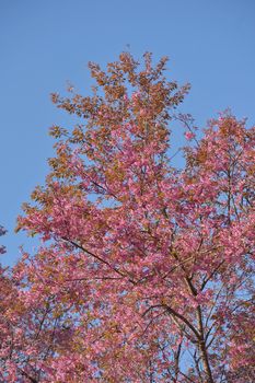 Wild Himalayan Cherry (Prunus cerasoides) in Khun Wang, Doi Inthanon, Chiangmai