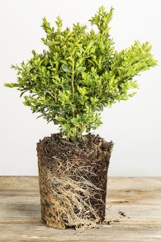 young plant of boxwood bush with exposed root ready for planting