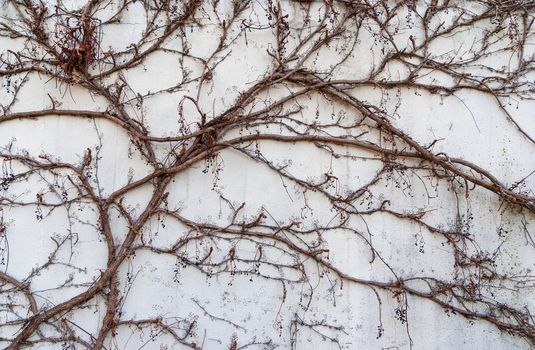 The creeper on stone wall, abstract grunge background