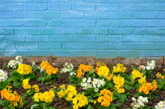 Flowers with blue brick Wall
