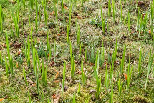 New spring flowers of white color on a forest glade