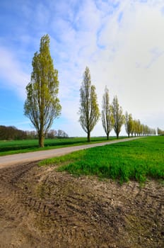 Row of Poplar trees in driveway