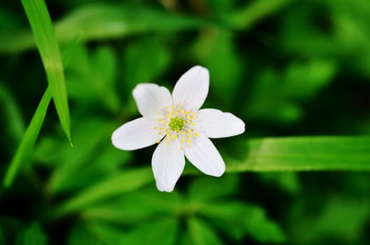 Single White Anemone