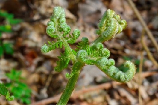Fern Sprouting