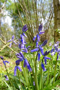 Bluebells growing in forest