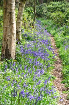 Pathway with Bluebells in forest