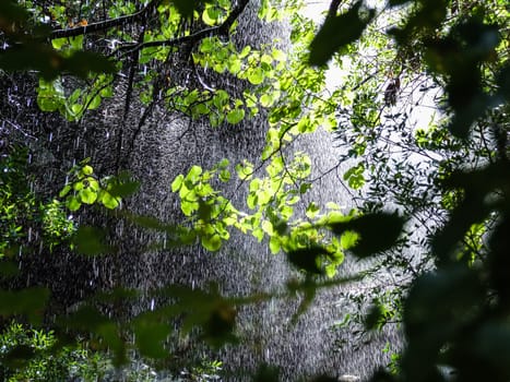 Rain falls in the forest