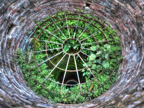 Plants growing in a well, HDR photography