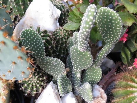 Detail of succulent ornamental Cactus fat plant