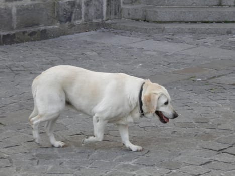 labrador retriever five or six years old