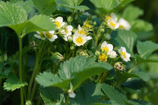 flowers and strawberry leaves. Summer blooming garden