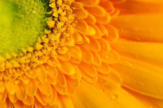 Yellow gerbera flower closeup with water droplets on the petals. macro photo