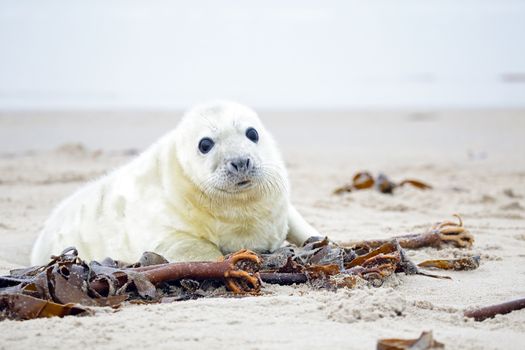 White grey baby seal  looks inquisitively at the beach with big opened eyes