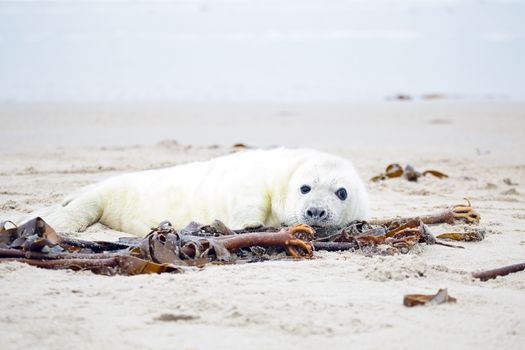 Baby Grey Seal (Halichoerus grypus) relaxing on the beach