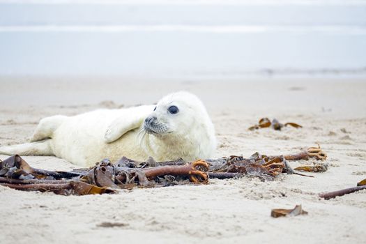 Baby Grey Seal (Halichoerus grypus) relaxing on the beach