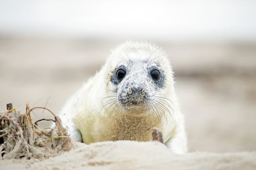 Baby Grey Seal (Halichoerus grypus) relaxing on the beach
