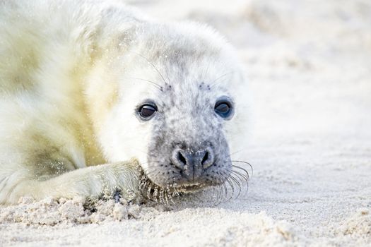 Baby Grey Seal (Halichoerus grypus) relaxing on the beach