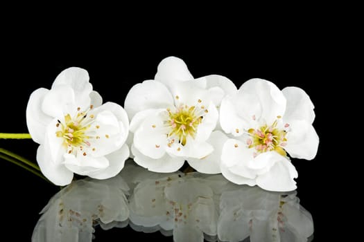 Cherry blossom in spring time