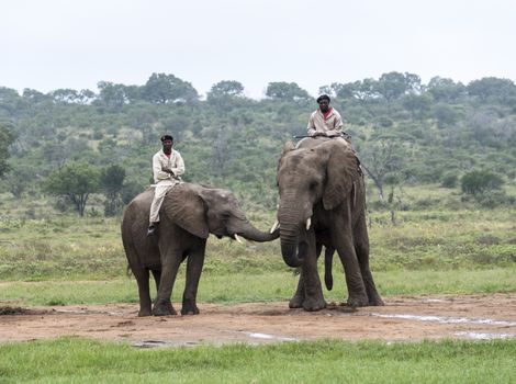 rangers sitting on elephants back safari while other explain about the animals in nature reserve south africa
