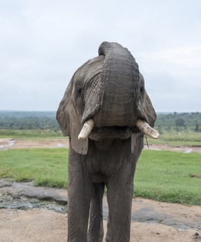 big elephant front view in national wild park south africa near hoedspruit at te orphan gate