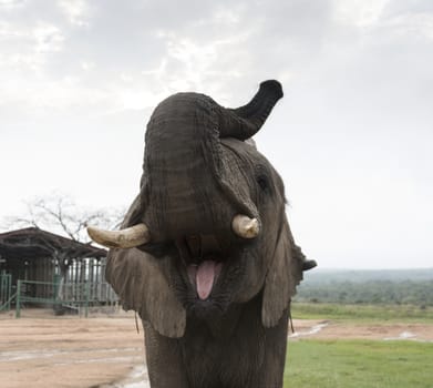 big elephant front view showing his ivory tusks and tongue, 