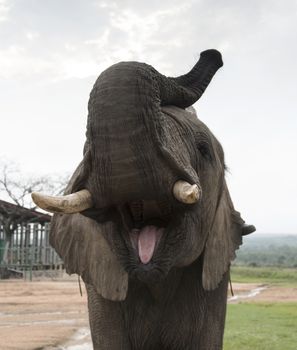 big elephant front view showing his ivory tusks and tongue, 