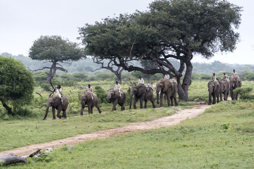 rangers sitting on elephants back safari  in nature reserve south africa